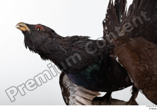 Western capercaillie head neck 0002.jpg